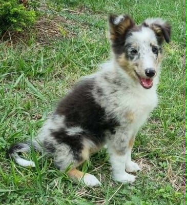 Les chiots de Shetland Sheepdog