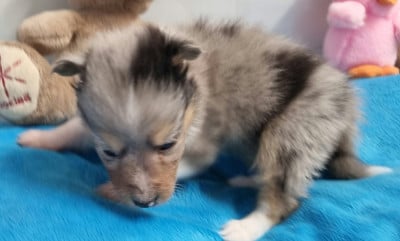 Les chiots de Shetland Sheepdog