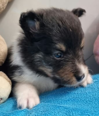 Les chiots de Shetland Sheepdog