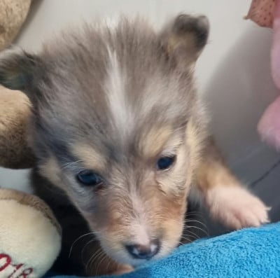 Les chiots de Shetland Sheepdog