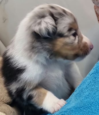 Les chiots de Shetland Sheepdog