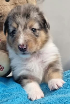 Les chiots de Shetland Sheepdog