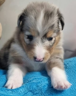 Les chiots de Shetland Sheepdog
