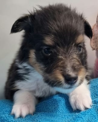 Les chiots de Shetland Sheepdog
