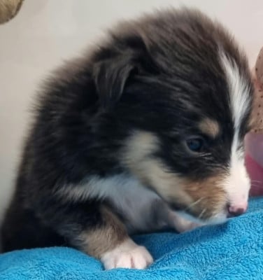 Les chiots de Shetland Sheepdog