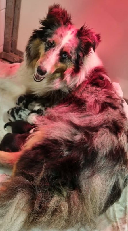 Shetland Sheepdog - Des Shelties De La Rose