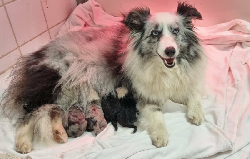 Shetland Sheepdog - Des Shelties De La Rose