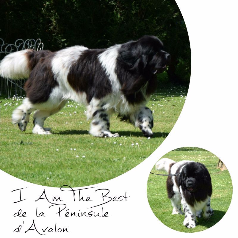 I am the best de la Péninsule d'Avalon