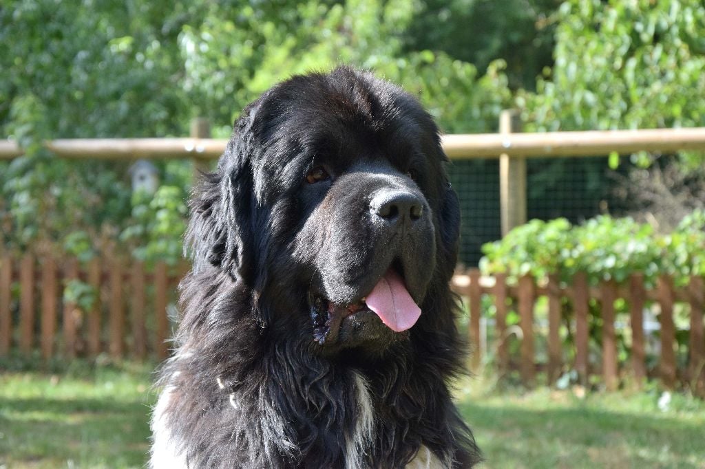 I am the best de la Péninsule d'Avalon