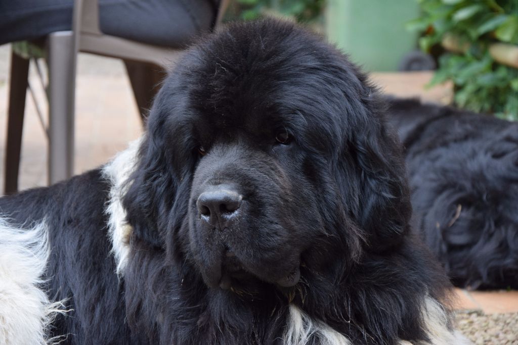 I am the best de la Péninsule d'Avalon