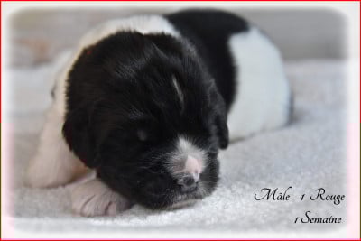 Les chiots de Terre-neuve