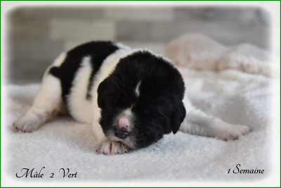 Les chiots de Terre-neuve