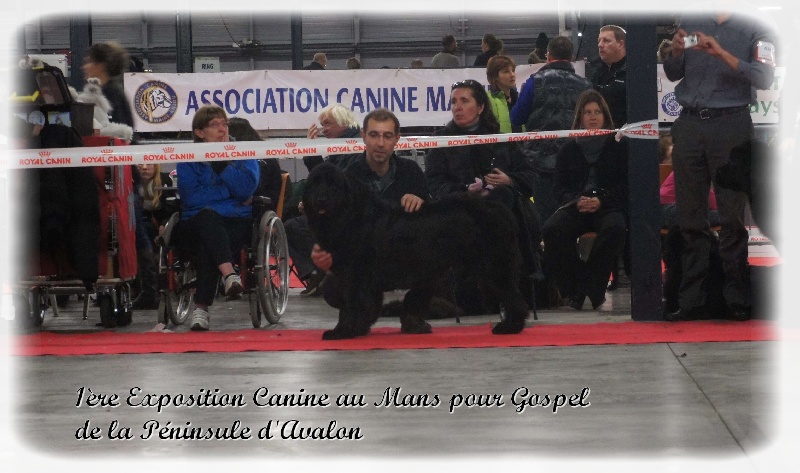 Gospel de la Péninsule d'Avalon - TB