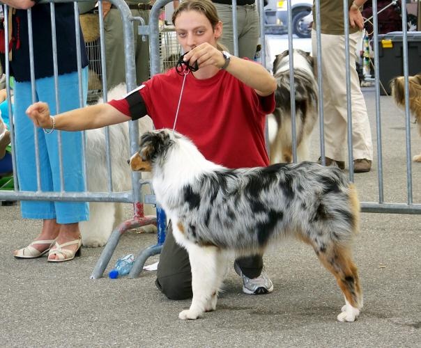 Baïka blue Du Paradis Sauvage De Menestruel - Très Prometteur
