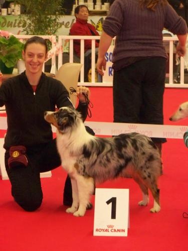 Baïka blue Du Paradis Sauvage De Menestruel - Excellent - Meilleur Jeune de Race