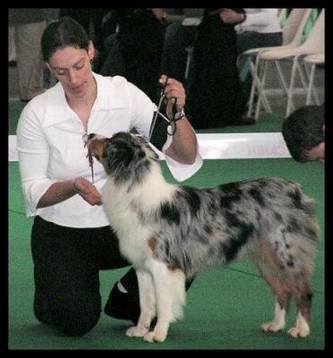 Baïka blue Du Paradis Sauvage De Menestruel - 5ème - Excellent