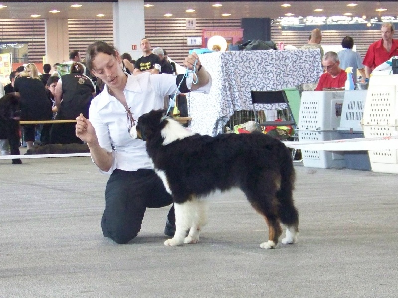 Eagle black du Paradis de la Chouette - Très Prometteur - Meilleur puppy mâle