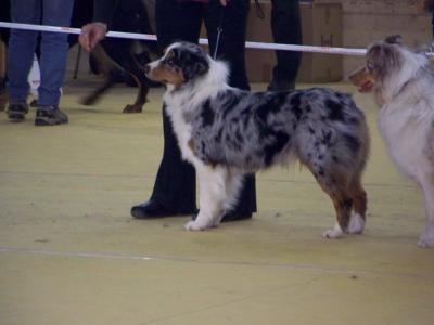 Baïka blue Du Paradis Sauvage De Menestruel - Excellent - non classé