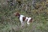 - Le 13/03/18 au Field Trial de Printemps du Puy en Velay (43)