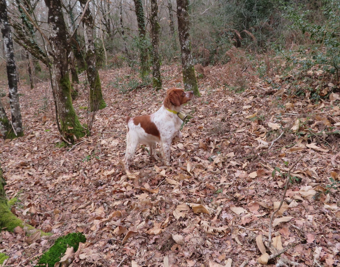 Valma De la plaine marat