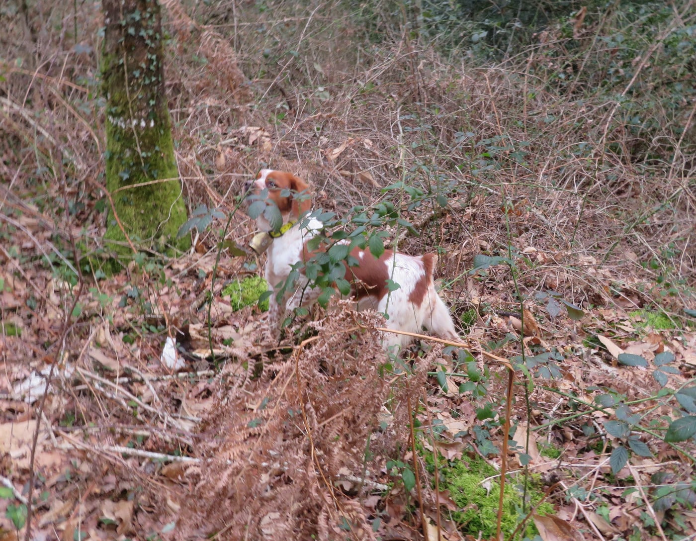 Valma De la plaine marat