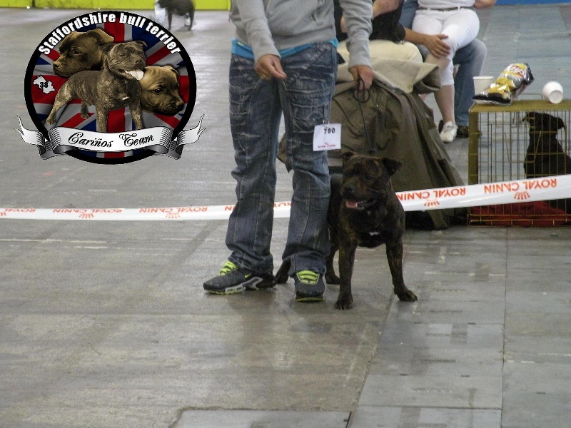 Deïron Von melkev kamp - 2ème EXCELLENT // Cl. Inter