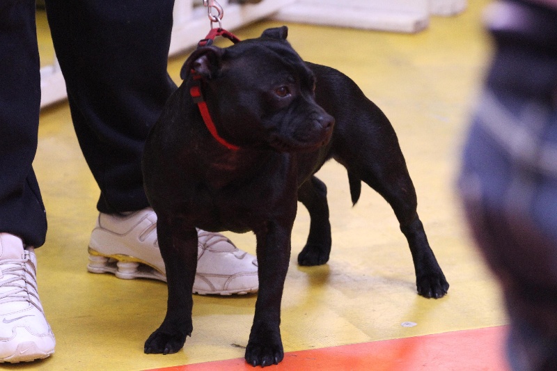 Cariños Team G'elly - EXCELLENT // Cl. Jeune