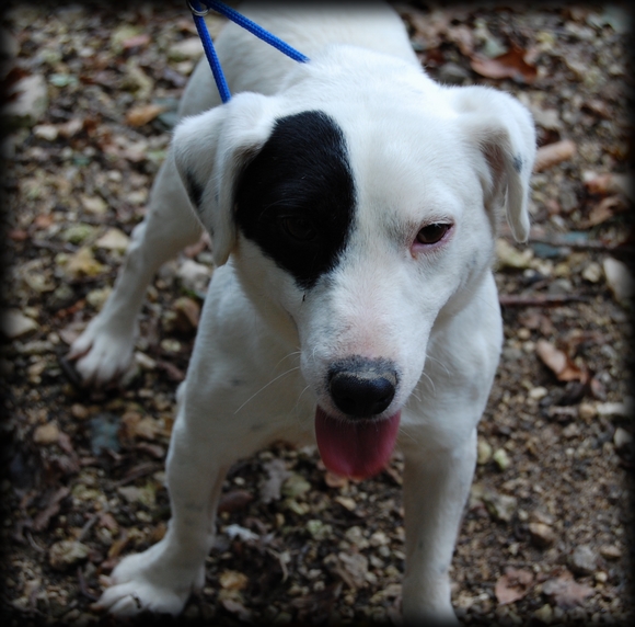 Publication : (Sans Affixe)