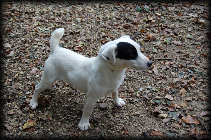 Publication : (Sans Affixe)