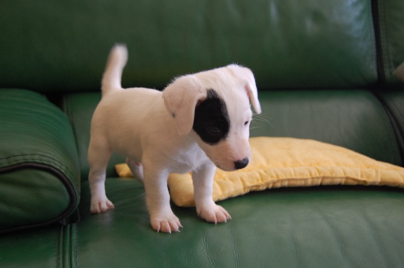 Publication : (Sans Affixe)