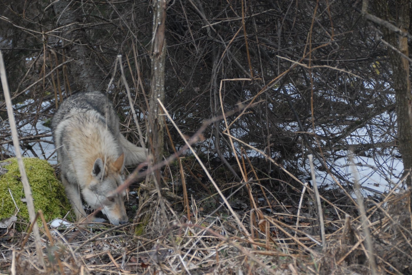 Vah' al roggh pal-kyss de la mollyniere de lo'scale