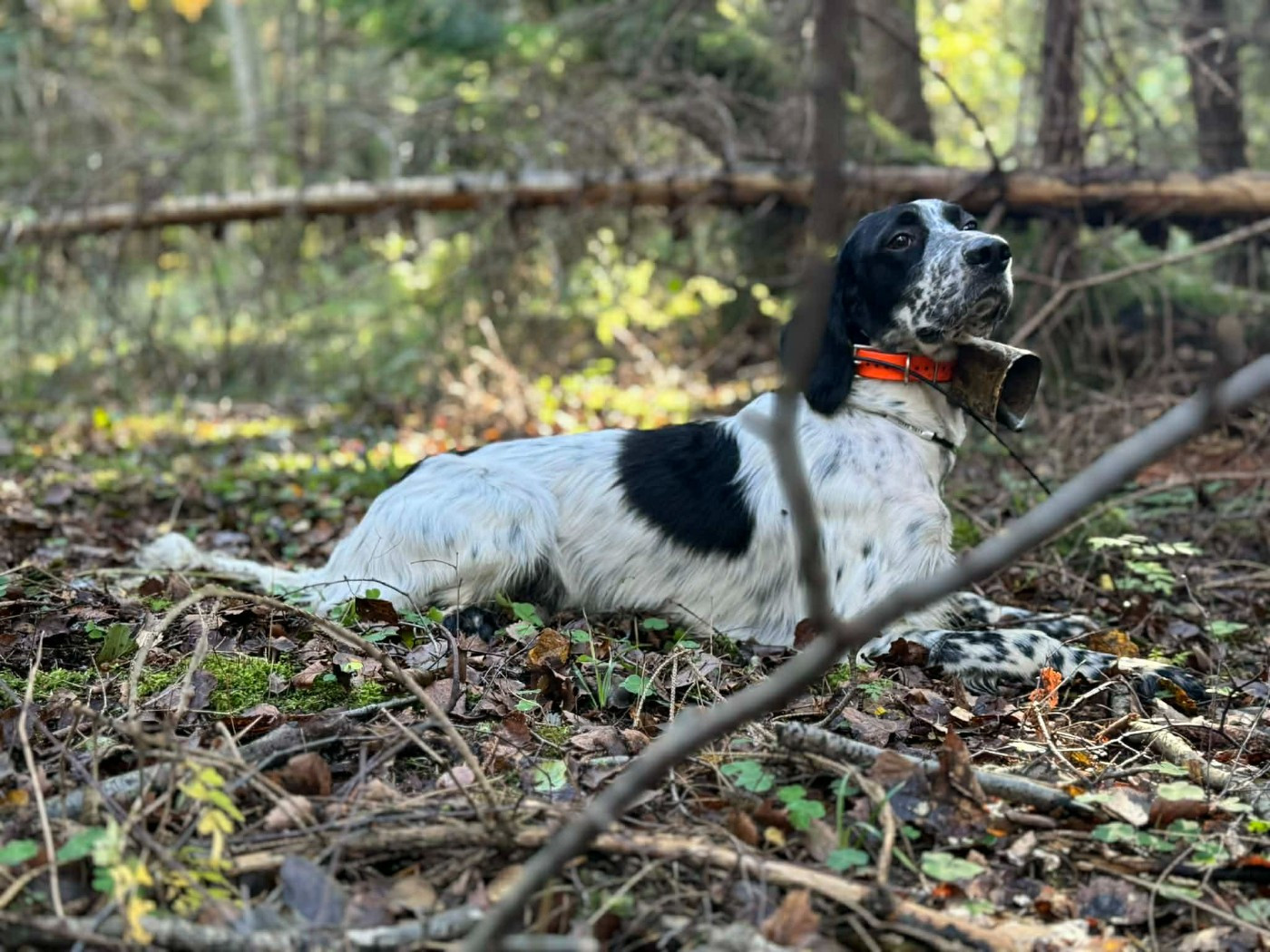 Publication : des Cabanes Tchanquées Auteur : DAVID AVRIL