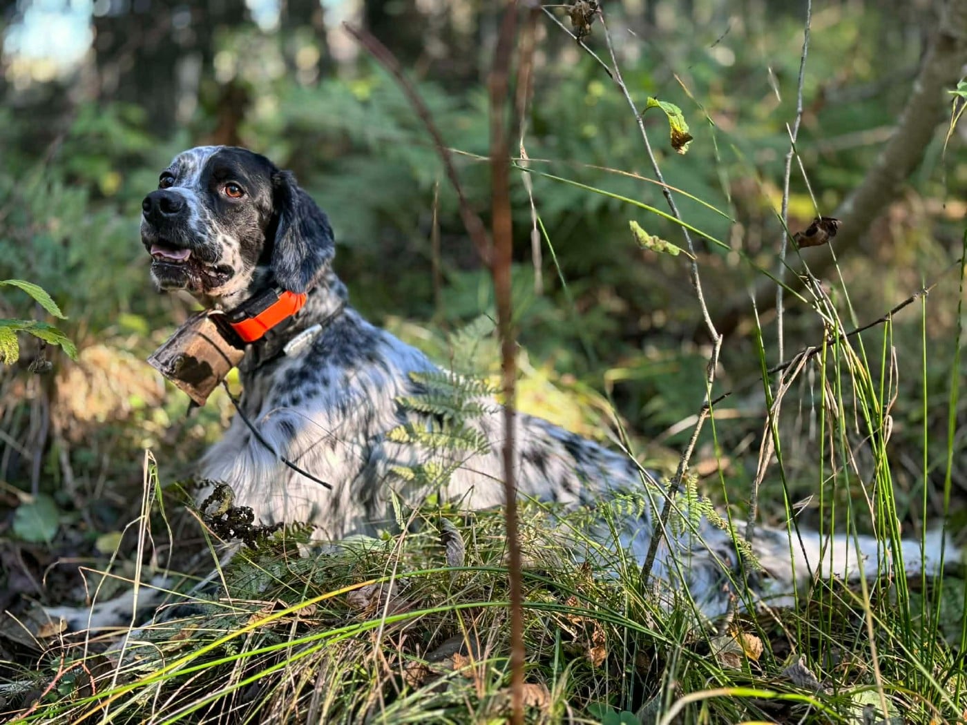 Publication : des Cabanes Tchanquées Auteur : DAVID AVRIL