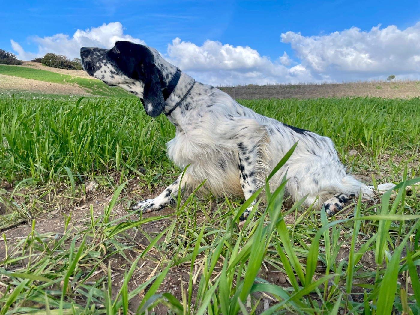 Venom des Cabanes Tchanquées
