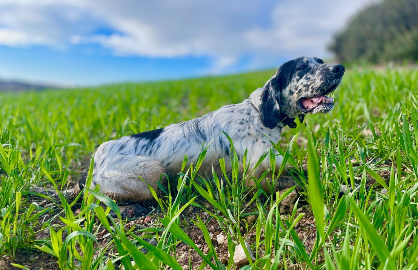 Venom des Cabanes Tchanquées