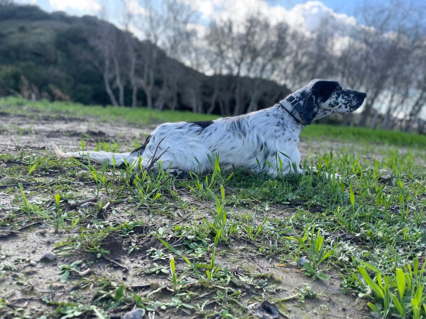 Venom des Cabanes Tchanquées