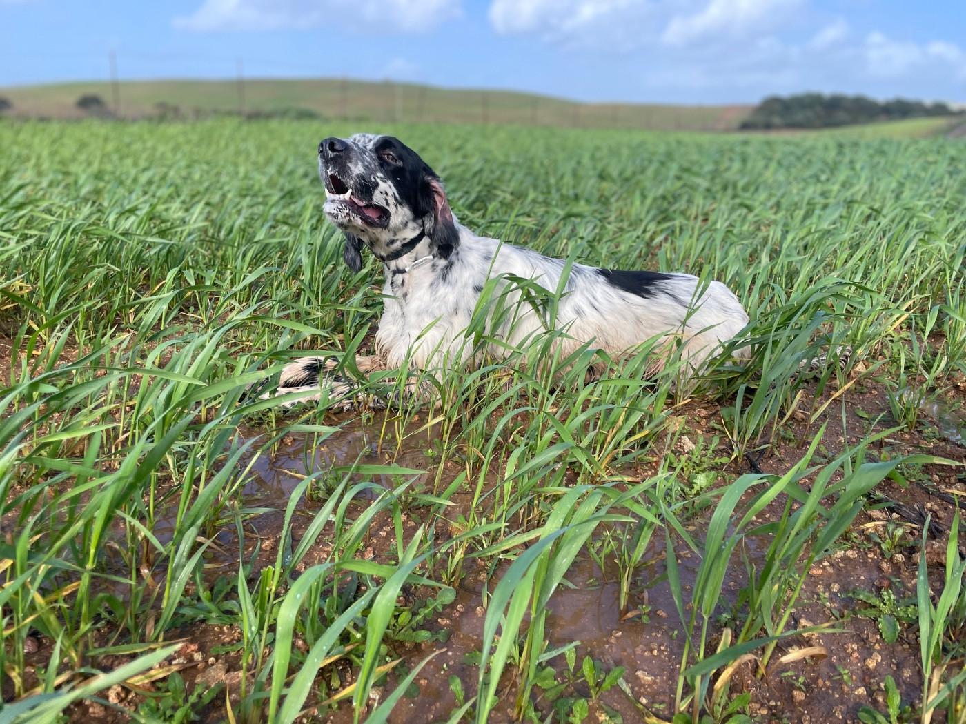Venom des Cabanes Tchanquées