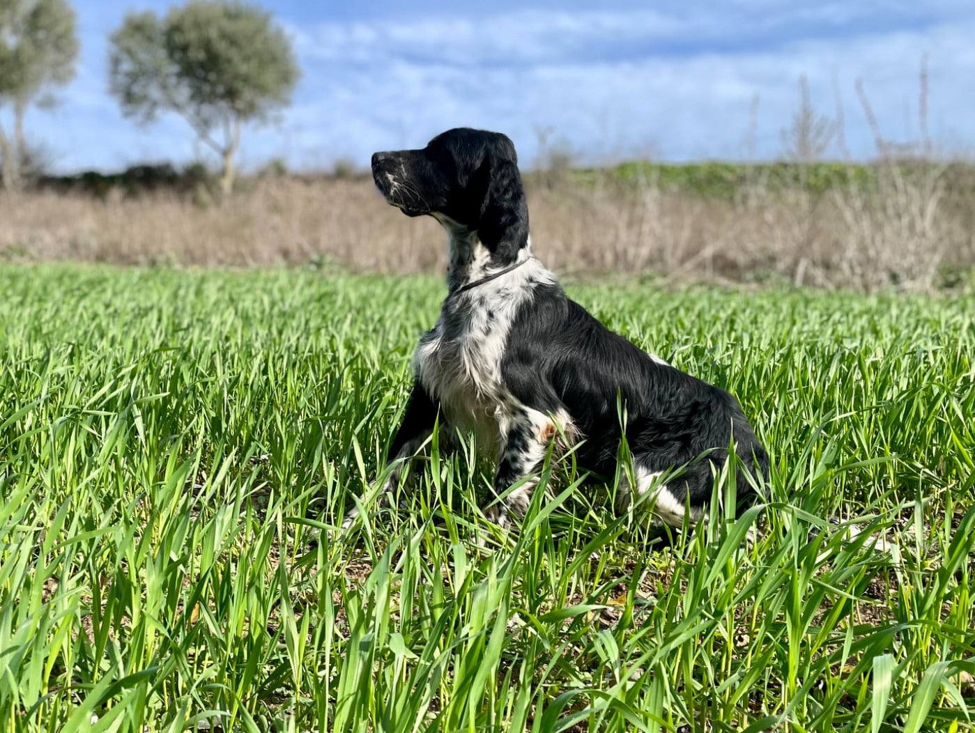 TR. Souko Des Collines Limousines