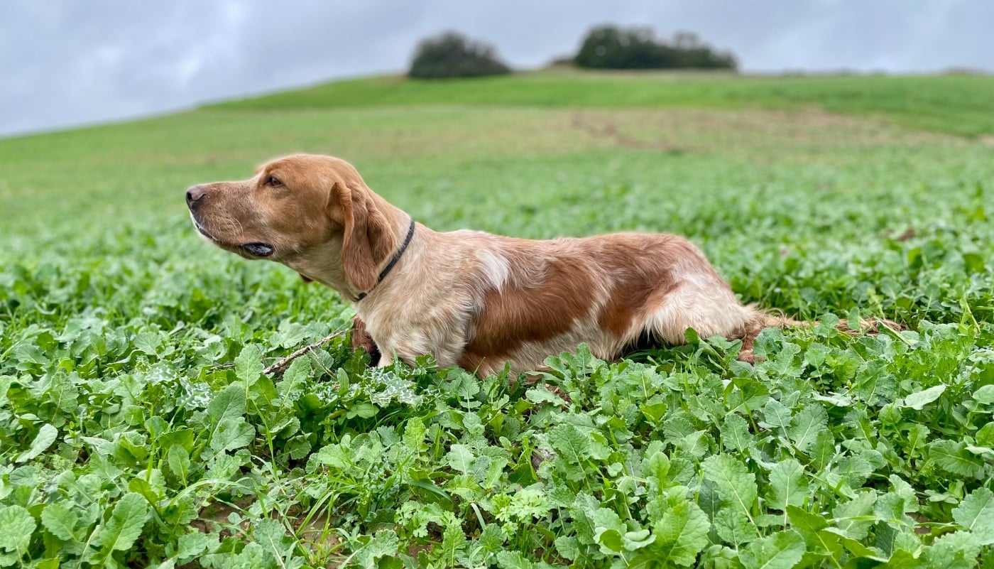 TR. Tank des Cabanes Tchanquées