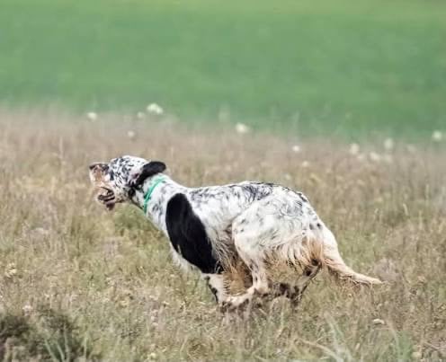 Publication : des Cabanes Tchanquées Auteur : AVRIL DAVID