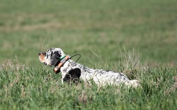 Publication : des Cabanes Tchanquées Auteur : AVRIL DAVID