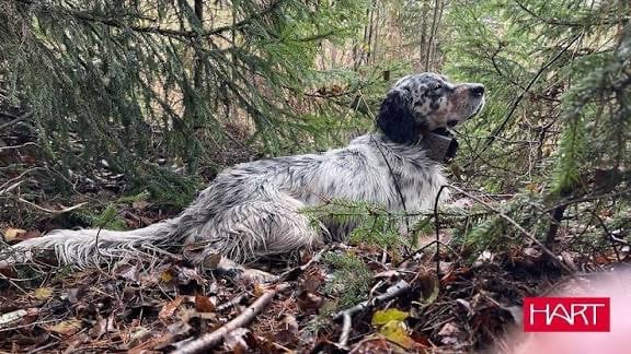 Publication : des Cabanes Tchanquées Auteur : AVRIL DAVID