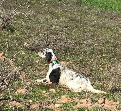 Publication : des Cabanes Tchanquées Auteur : AVRIL DAVID