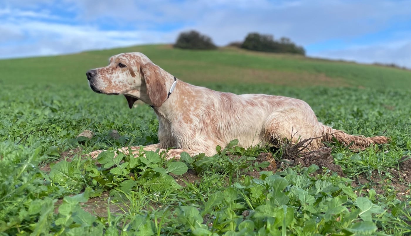 TR. Rosenn Du Val Médullis