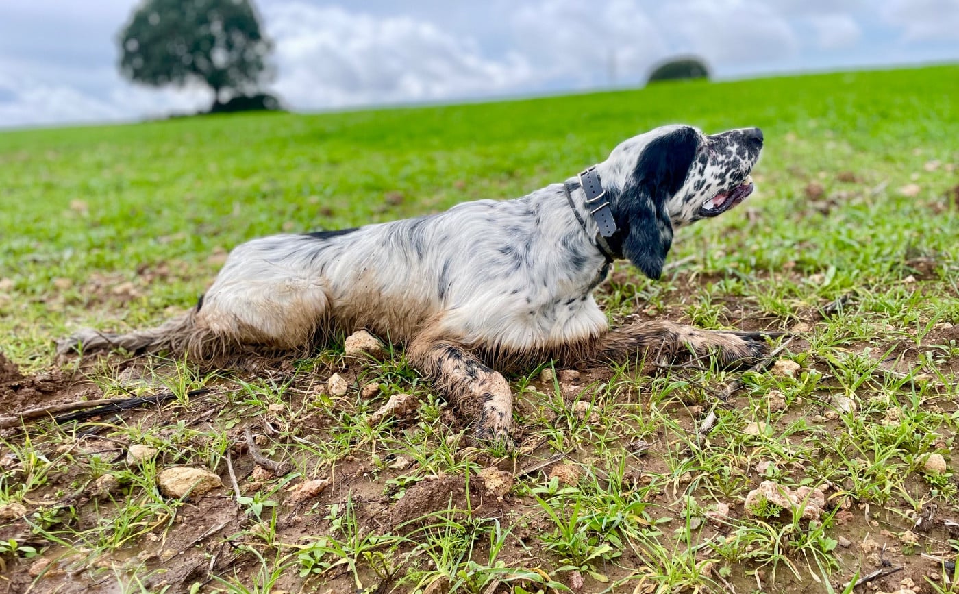 TR. Venom des Cabanes Tchanquées