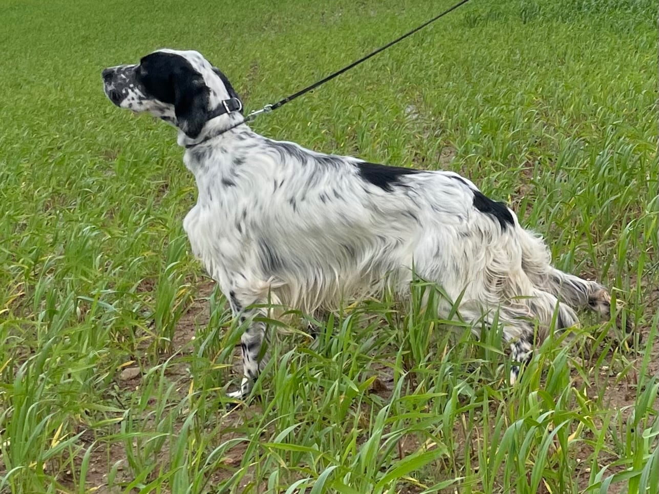 TR. Venom des Cabanes Tchanquées