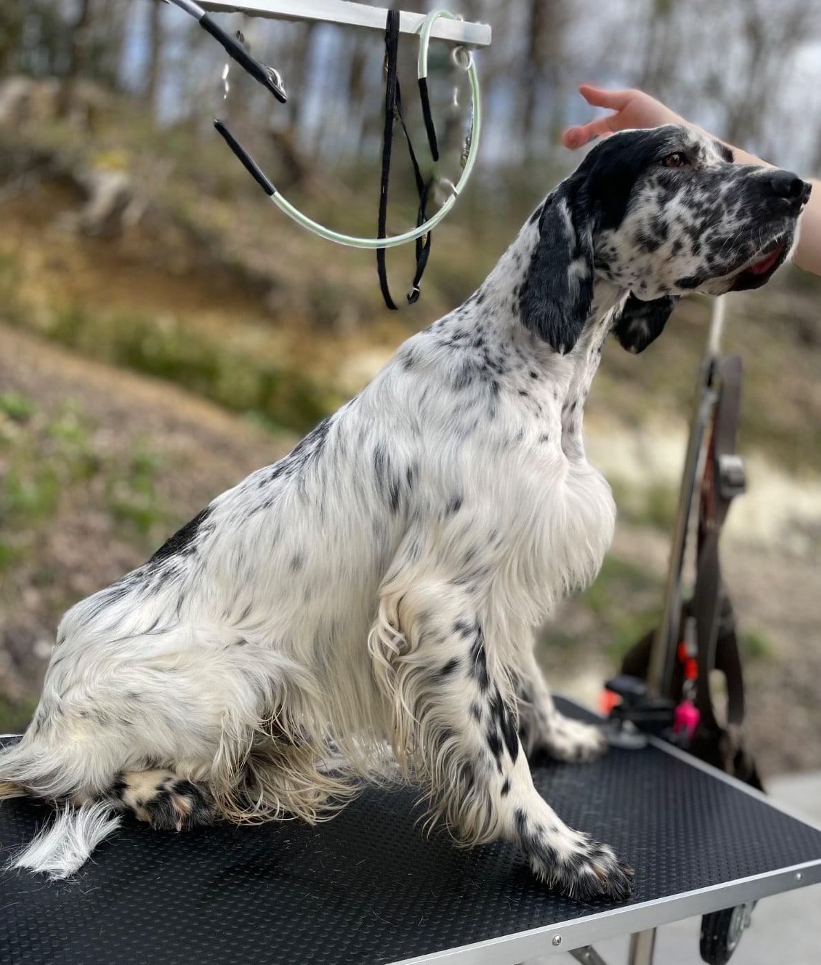 TR. Venom des Cabanes Tchanquées