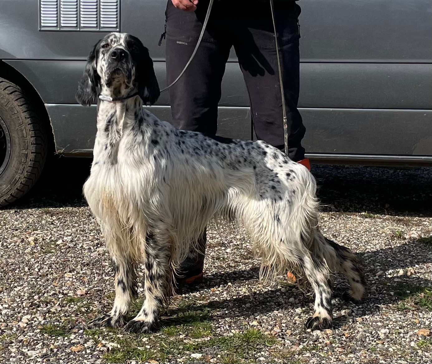 TR. Venom des Cabanes Tchanquées