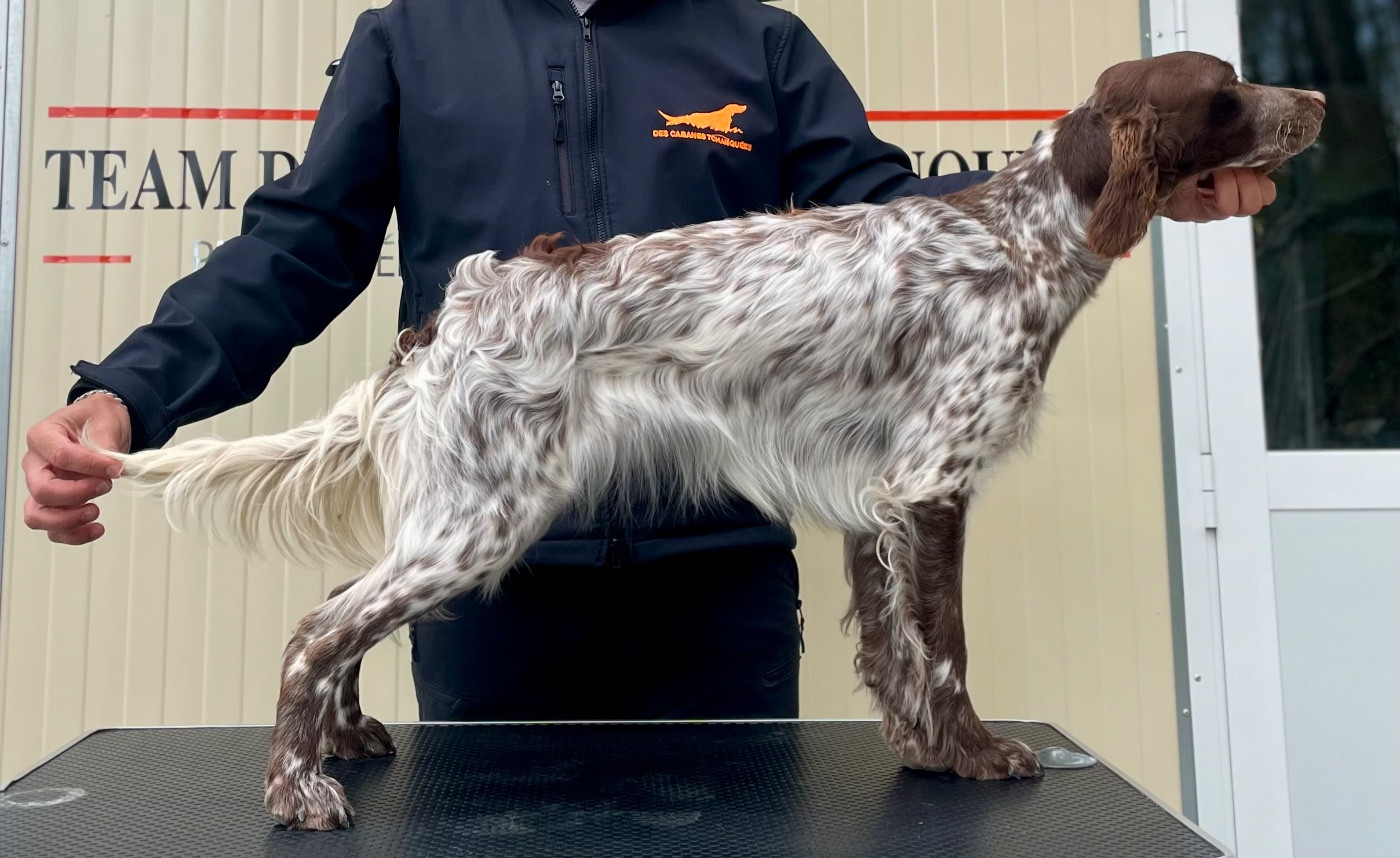 Publication : des Cabanes Tchanquées Auteur : DAVID AVRIL