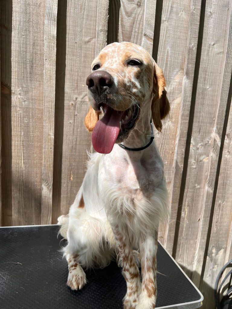 Publication : des Cabanes Tchanquées Auteur : DAVID AVRIL